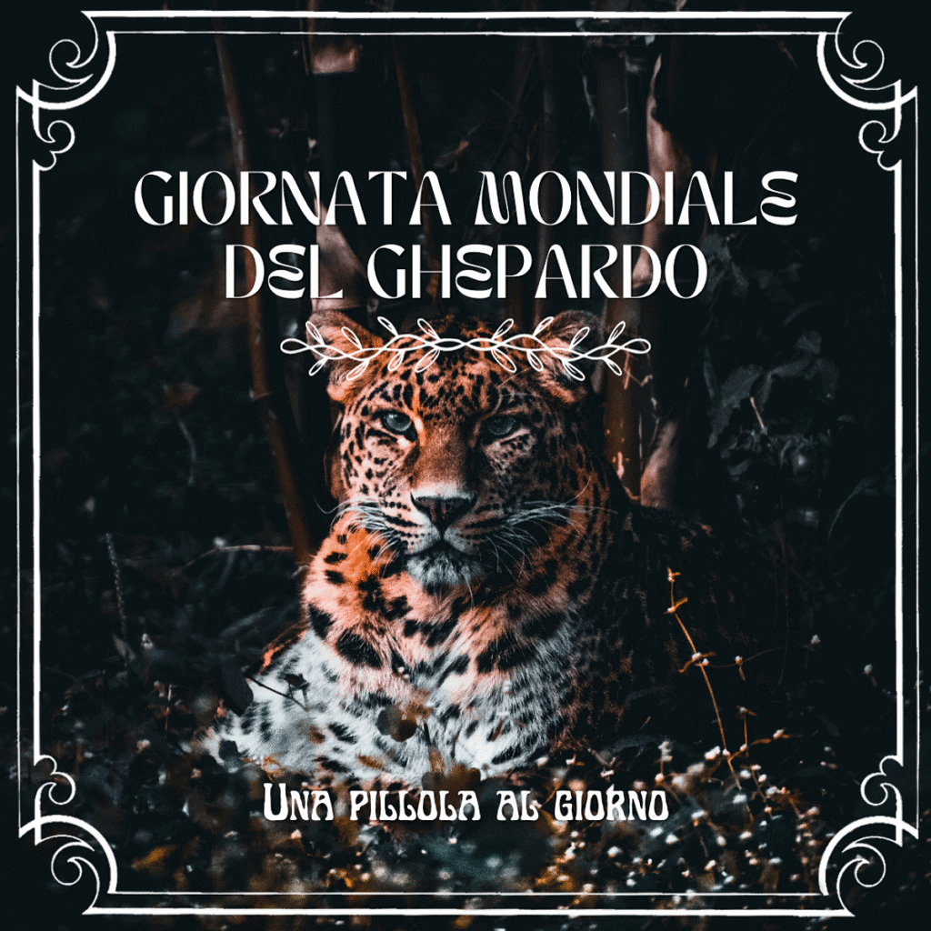 Leone della giungla per la giornata mondiale del ghepardo e della biodiversità.