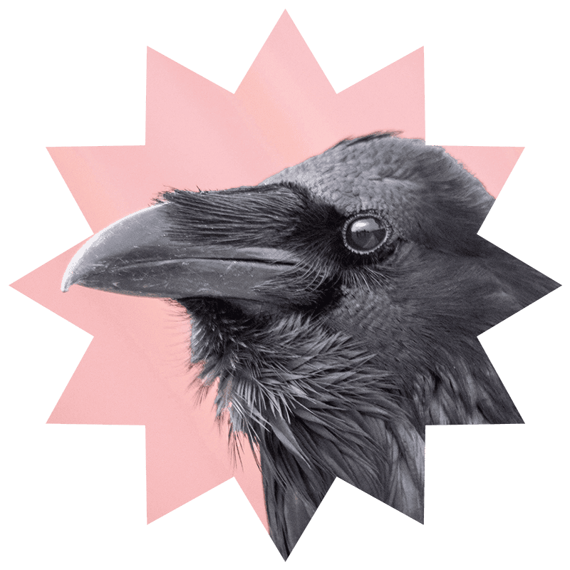 Ragno nero con behind rosa, dettaglio del colpo d'occhio del corvo.